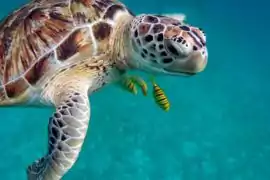 Dreaming about Turtles? Here’s what does it means