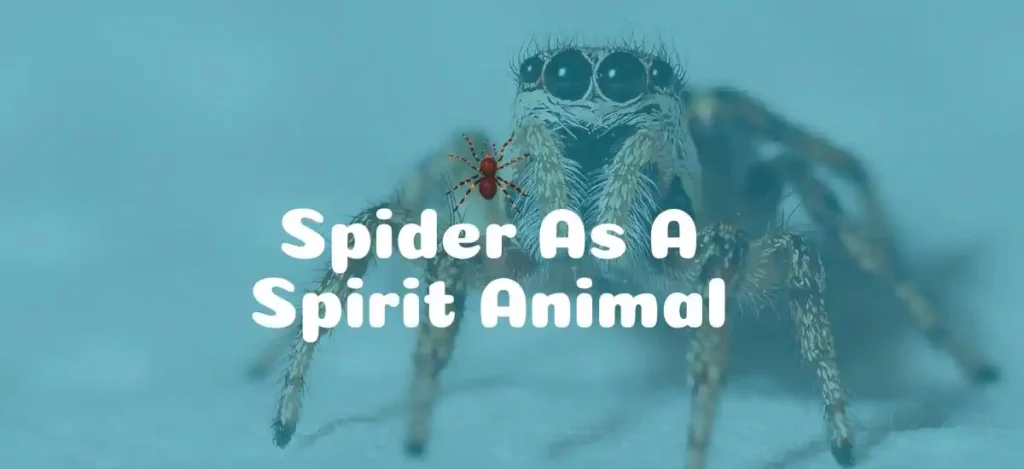 Spider As A Spirit Animal