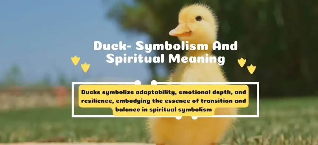 Duck- Symbolism And Spiritual Meaning