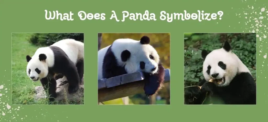 A Panda Symbolize