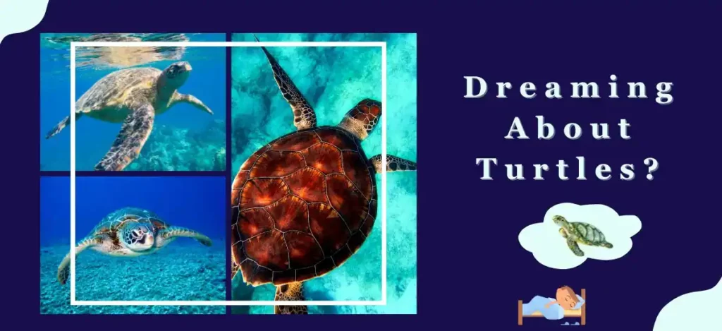 Dreaming About Turtles
