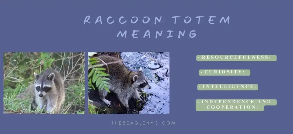 Raccoon Meaning & Significance 