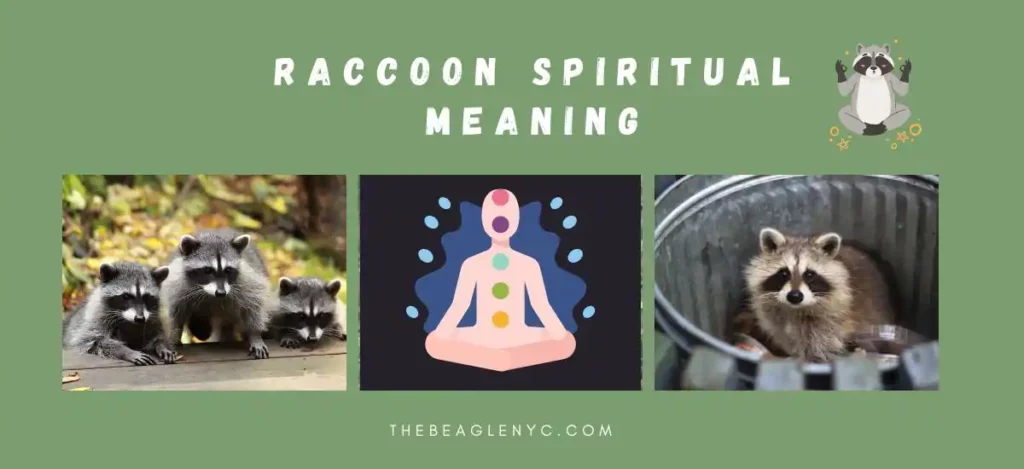 Raccoon Spiritual Meaning